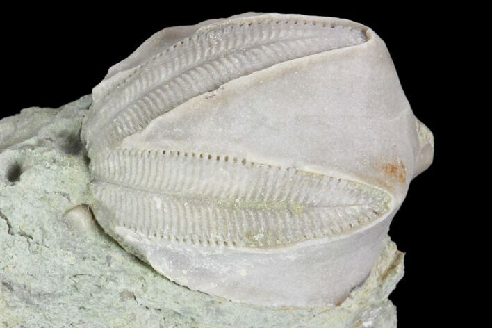 Blastoid (Pentremites) Fossil - Illinois #102266